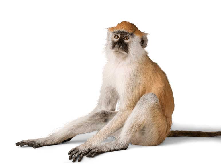 online business anxiety coaching monkey